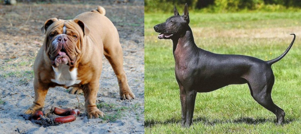 Hairless Khala vs Australian Bulldog - Breed Comparison