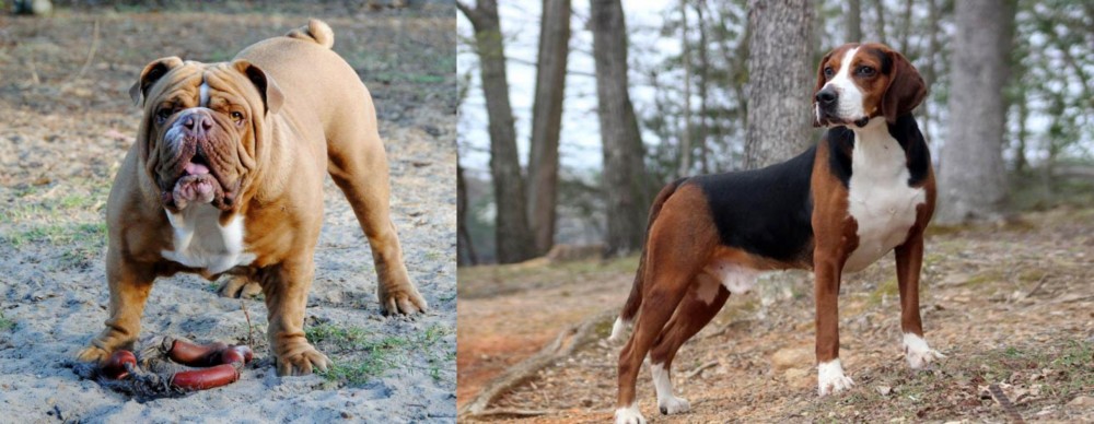 Hamiltonstovare vs Australian Bulldog - Breed Comparison