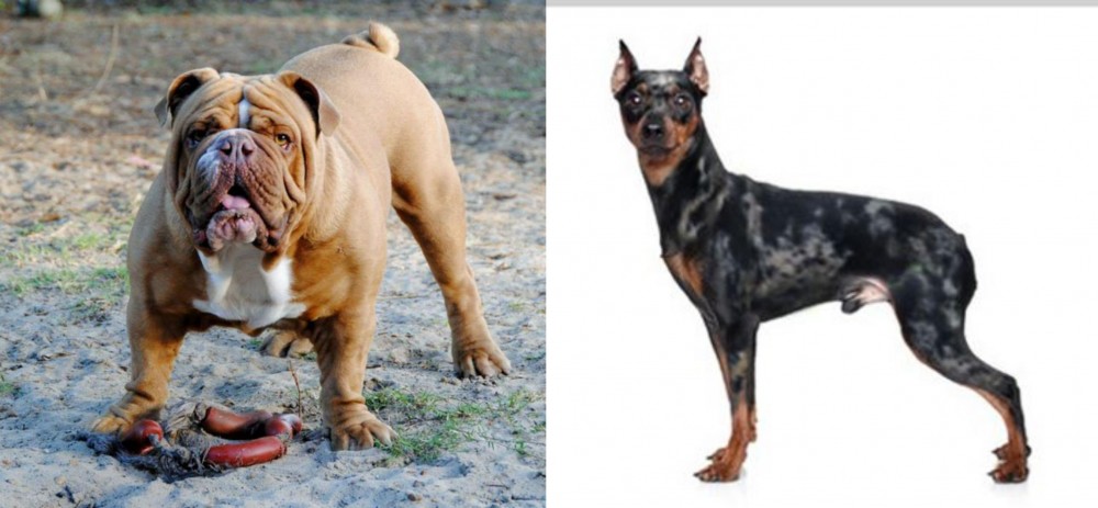 Harlequin Pinscher vs Australian Bulldog - Breed Comparison