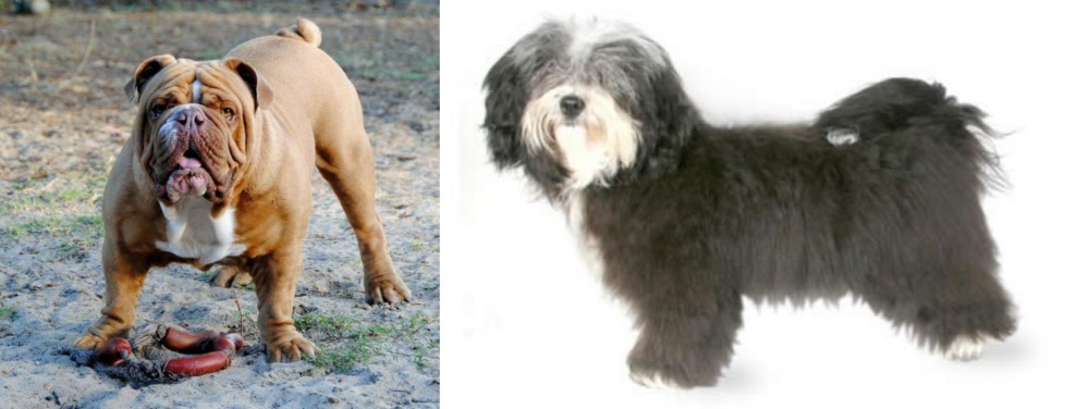 Havanese vs Australian Bulldog - Breed Comparison