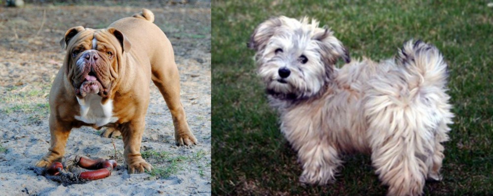 Havapoo vs Australian Bulldog - Breed Comparison