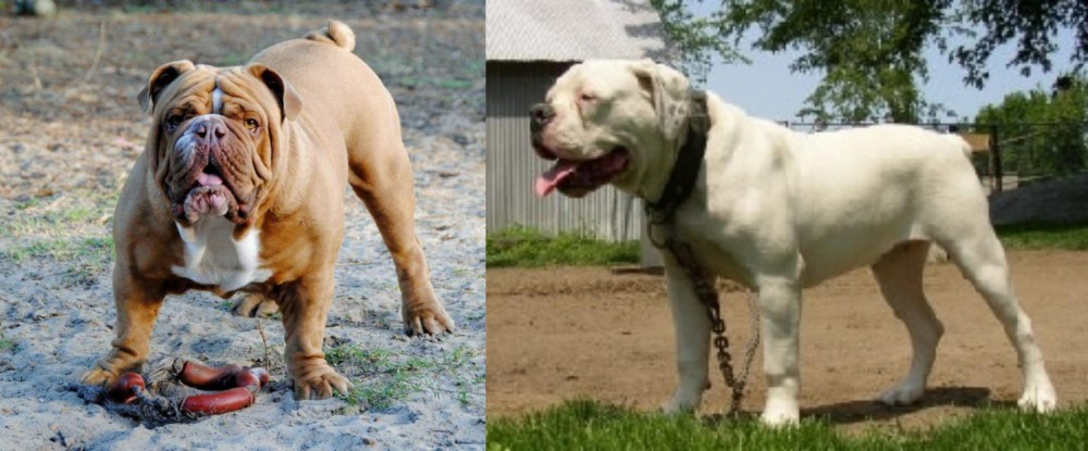 Hermes Bulldogge vs Australian Bulldog - Breed Comparison
