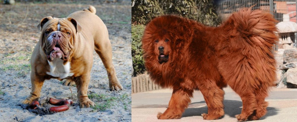 Himalayan Mastiff vs Australian Bulldog - Breed Comparison