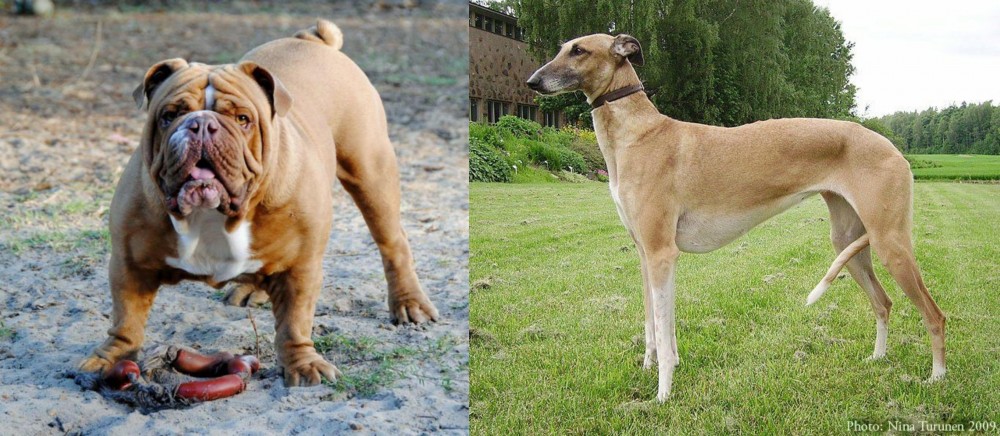 Hortaya Borzaya vs Australian Bulldog - Breed Comparison
