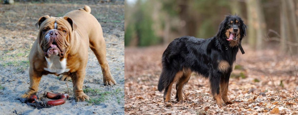 Hovawart vs Australian Bulldog - Breed Comparison