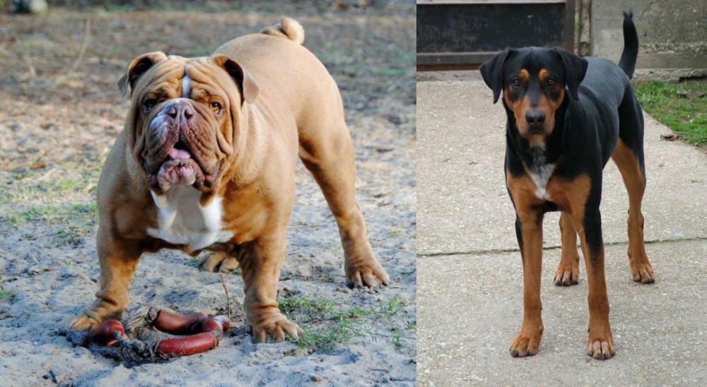 Hungarian Hound vs Australian Bulldog - Breed Comparison