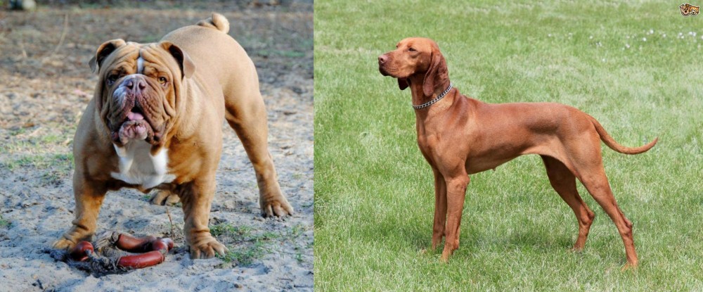 Hungarian Vizsla vs Australian Bulldog - Breed Comparison