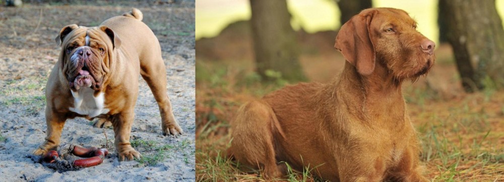 Hungarian Wirehaired Vizsla vs Australian Bulldog - Breed Comparison