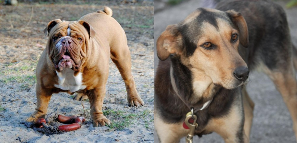 Huntaway vs Australian Bulldog - Breed Comparison