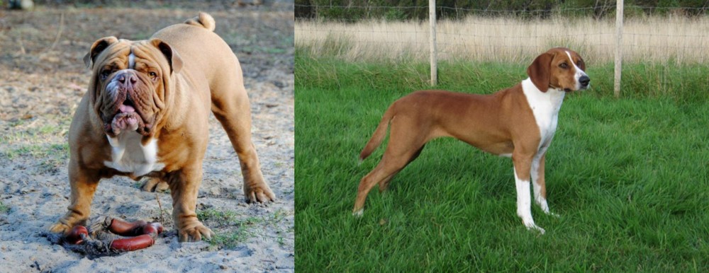 Hygenhund vs Australian Bulldog - Breed Comparison