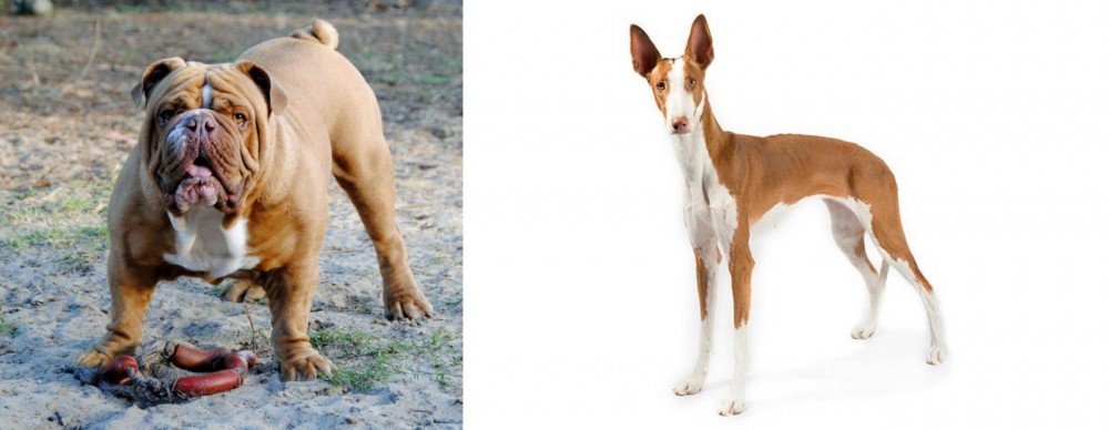 Ibizan Hound vs Australian Bulldog - Breed Comparison