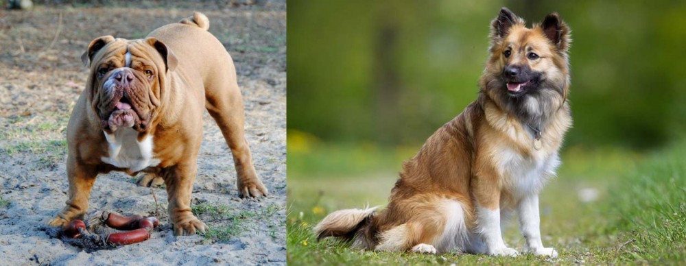Icelandic Sheepdog vs Australian Bulldog - Breed Comparison