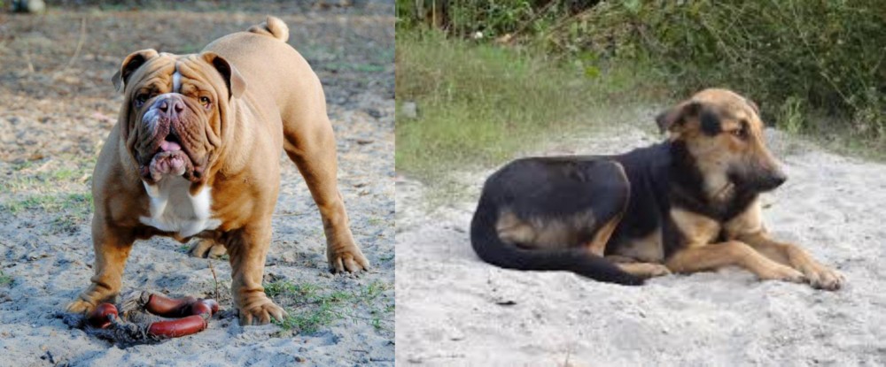 Indian Pariah Dog vs Australian Bulldog - Breed Comparison
