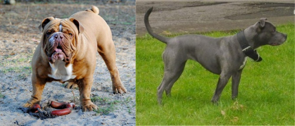 Irish Bull Terrier vs Australian Bulldog - Breed Comparison