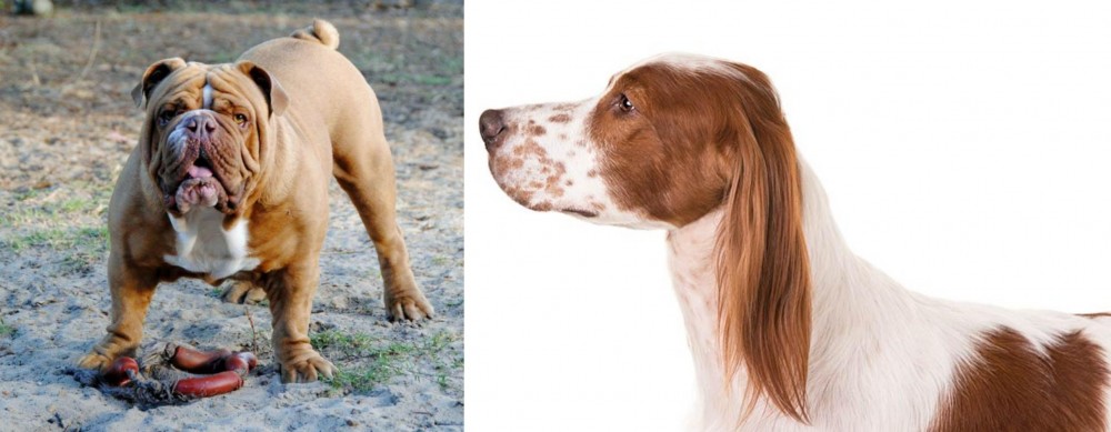 Irish Red and White Setter vs Australian Bulldog - Breed Comparison