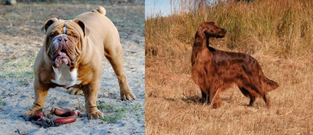 Irish Setter vs Australian Bulldog - Breed Comparison