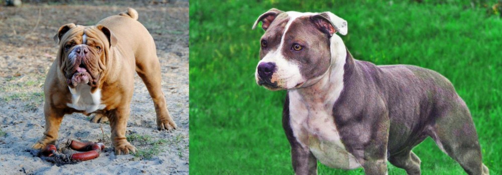 Irish Staffordshire Bull Terrier vs Australian Bulldog - Breed Comparison