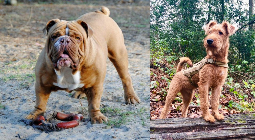 Irish Terrier vs Australian Bulldog - Breed Comparison