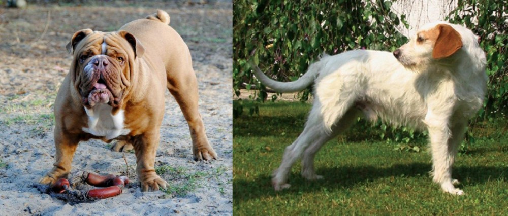 Istarski Ostrodlaki Gonic vs Australian Bulldog - Breed Comparison