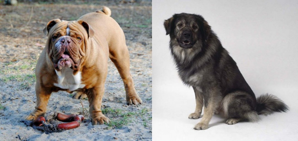 Istrian Sheepdog vs Australian Bulldog - Breed Comparison