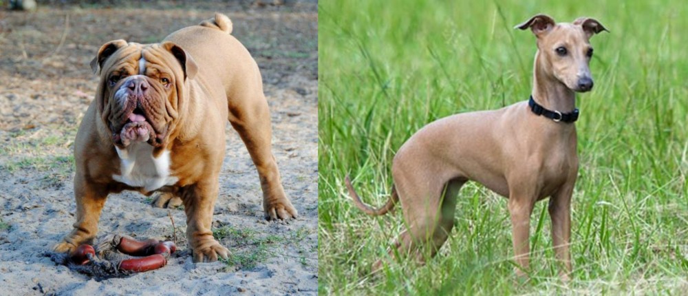 Italian Greyhound vs Australian Bulldog - Breed Comparison