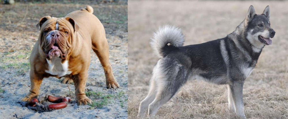 Jamthund vs Australian Bulldog - Breed Comparison