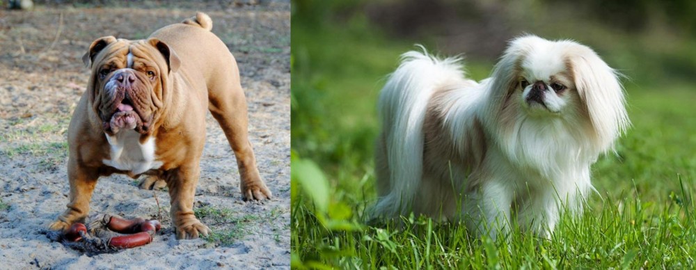 Japanese Chin vs Australian Bulldog - Breed Comparison