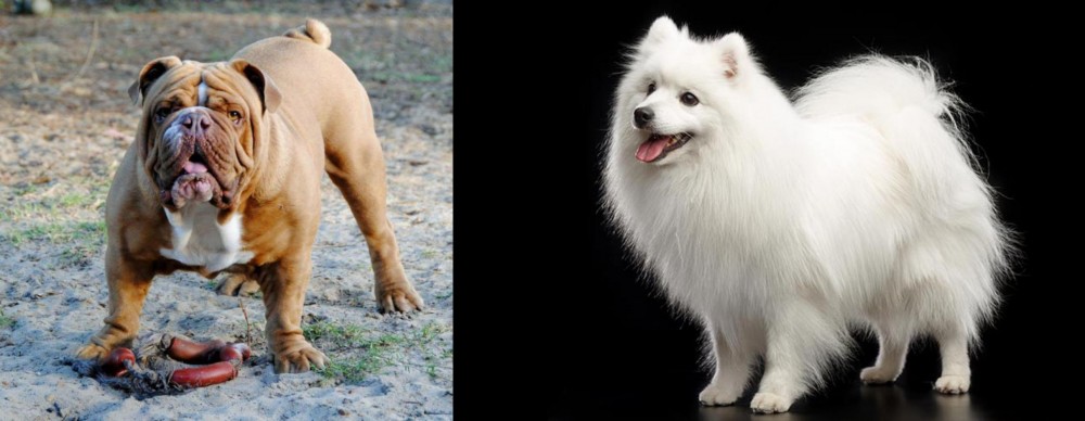 Japanese Spitz vs Australian Bulldog - Breed Comparison