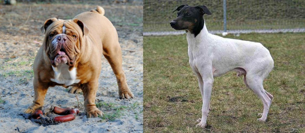 Japanese Terrier vs Australian Bulldog - Breed Comparison