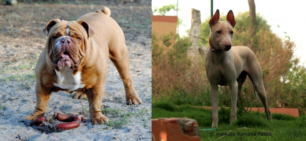 Jonangi vs Australian Bulldog - Breed Comparison