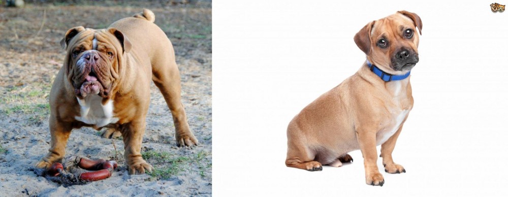 Jug vs Australian Bulldog - Breed Comparison