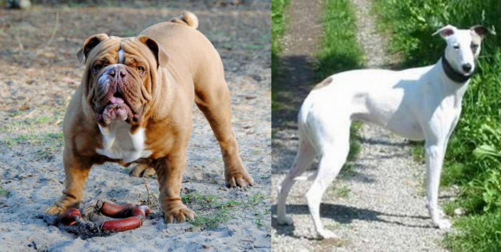 Kaikadi vs Australian Bulldog - Breed Comparison