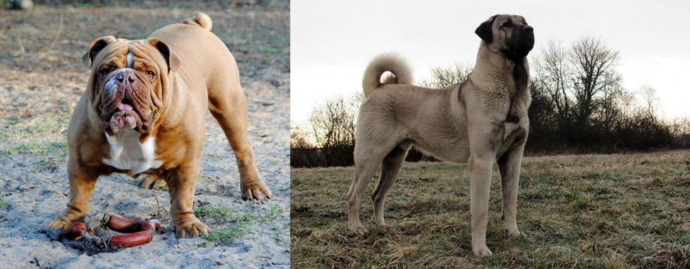 Kangal Dog vs Australian Bulldog - Breed Comparison