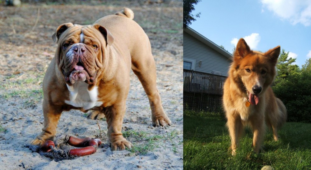 Karelo-Finnish Laika vs Australian Bulldog - Breed Comparison