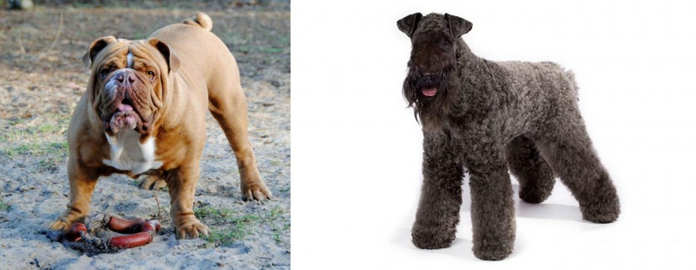 Kerry Blue Terrier vs Australian Bulldog - Breed Comparison