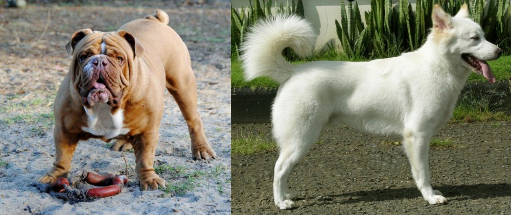 Kintamani vs Australian Bulldog - Breed Comparison