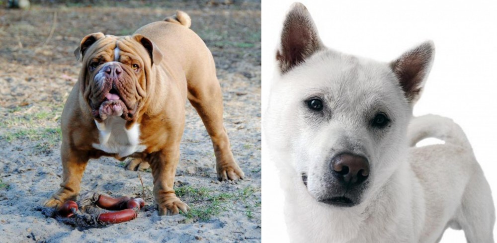Kishu vs Australian Bulldog - Breed Comparison