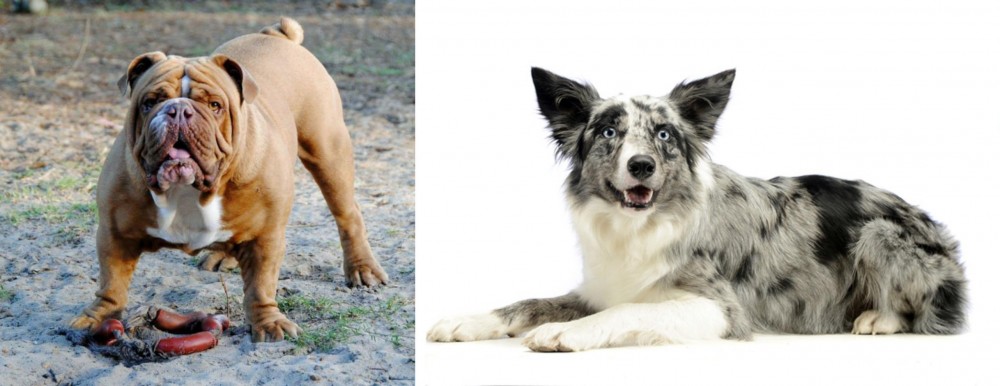 Koolie vs Australian Bulldog - Breed Comparison