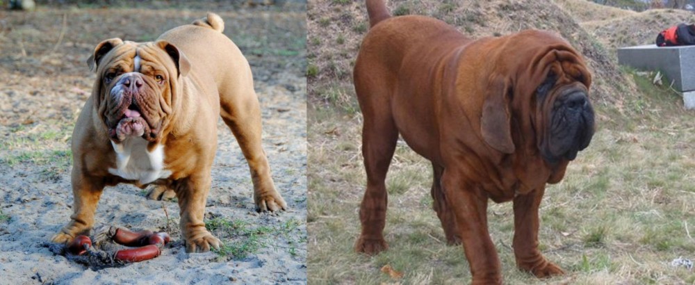 Korean Mastiff vs Australian Bulldog - Breed Comparison