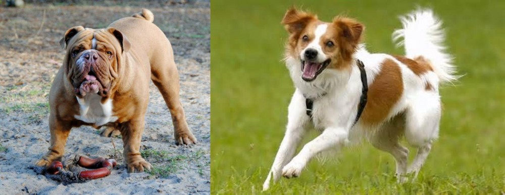 Kromfohrlander vs Australian Bulldog - Breed Comparison