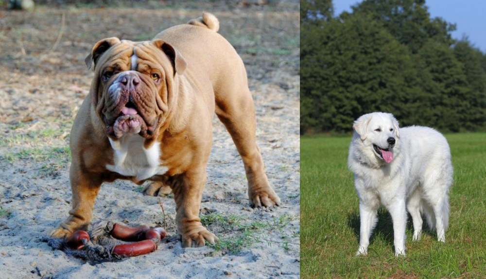 Kuvasz vs Australian Bulldog - Breed Comparison