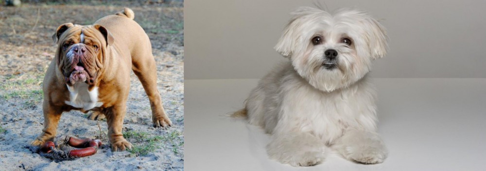 Kyi-Leo vs Australian Bulldog - Breed Comparison