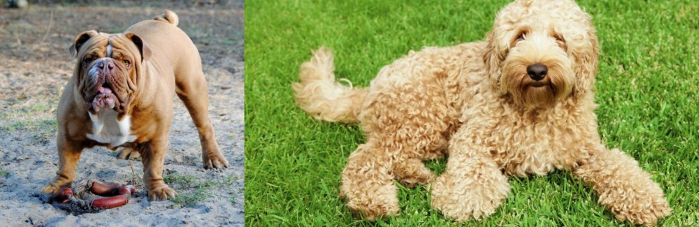 Labradoodle vs Australian Bulldog - Breed Comparison