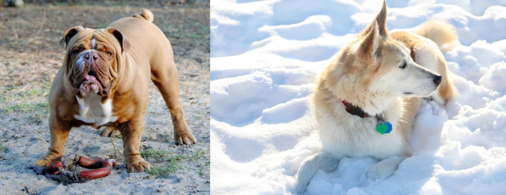 Labrador Husky vs Australian Bulldog - Breed Comparison