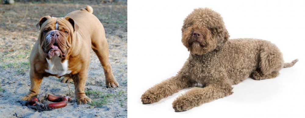 Lagotto Romagnolo vs Australian Bulldog - Breed Comparison