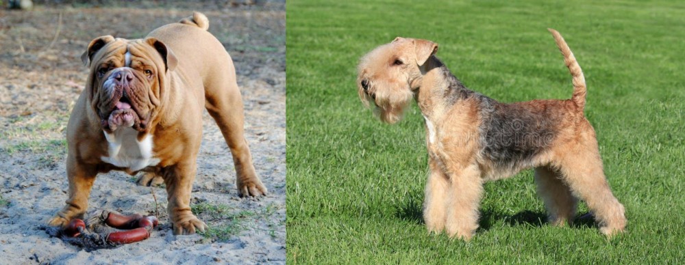 Lakeland Terrier vs Australian Bulldog - Breed Comparison