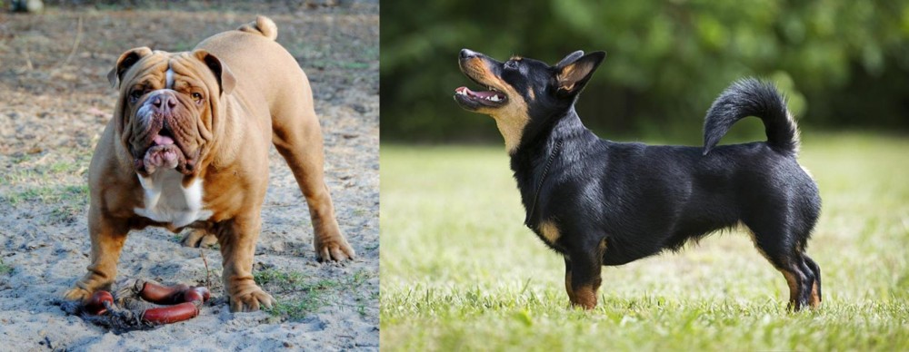 Lancashire Heeler vs Australian Bulldog - Breed Comparison