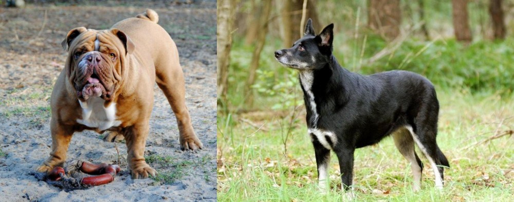 Lapponian Herder vs Australian Bulldog - Breed Comparison
