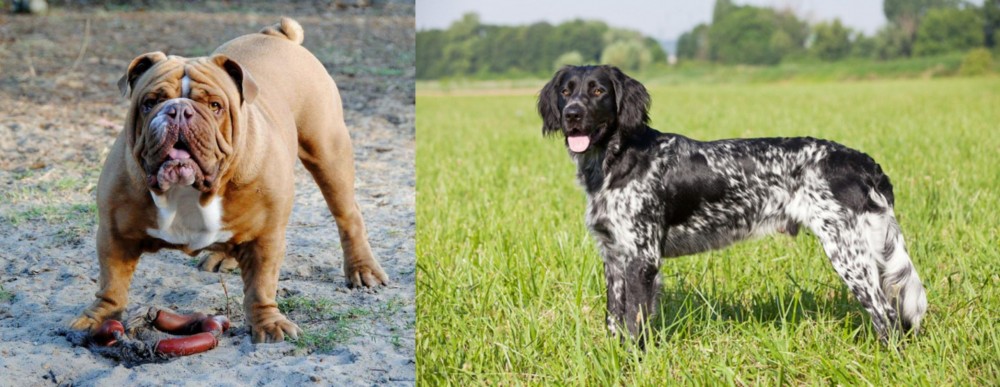 Large Munsterlander vs Australian Bulldog - Breed Comparison
