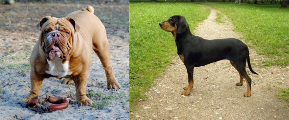 Latvian Hound vs Australian Bulldog - Breed Comparison